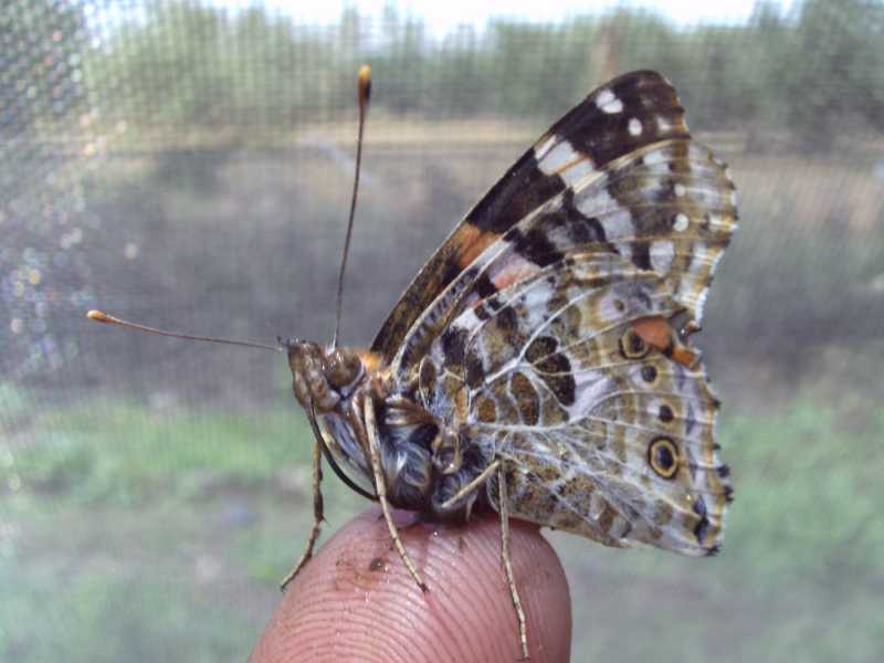 da identificare - Vanessa cardui